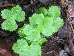 Sanicula crassicaulis