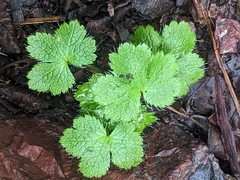 Sanicula crassicaulis