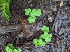 Sanicula crassicaulis