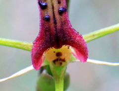 Cryptostylis leptochila