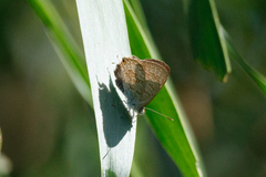 Catopyrops florinda