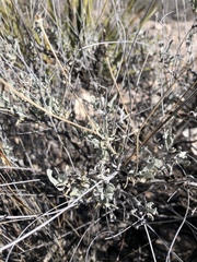 Parthenium argentatum