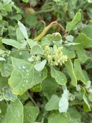 Chenopodium oahuense