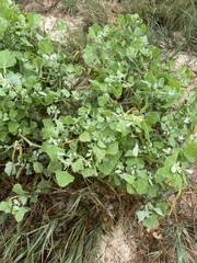 Chenopodium oahuense