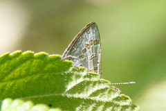 Catopyrops florinda
