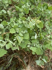 Chenopodium oahuense