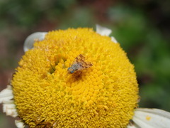 Austrotephritis poenia