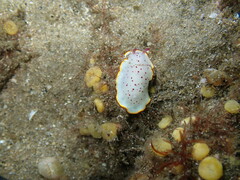 Goniobranchus daphne