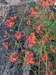 Kennedia coccinea