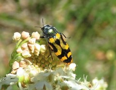 Castiarina flavopicta