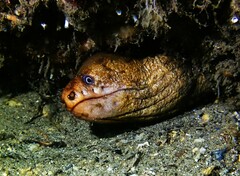 Gymnothorax prasinus