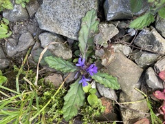 Ajuga decumbens