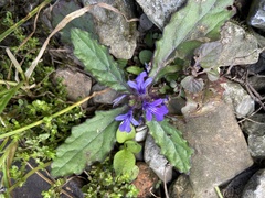 Ajuga decumbens