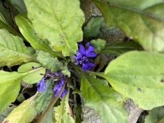 Ajuga decumbens