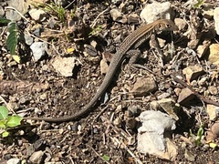 Pholidoscelis plei