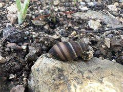 Bulimulus guadalupensis