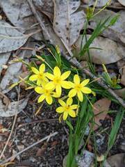 Tricoryne humilis