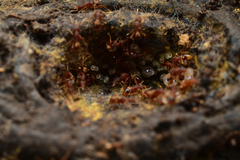 Strumigenys biolleyi