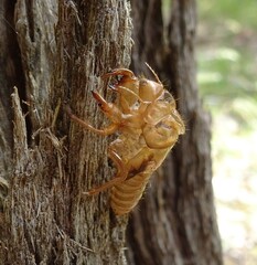 Cicadoidea