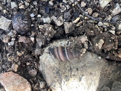 Bulimulus guadalupensis