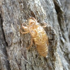 Cicadoidea