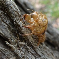 Cicadoidea