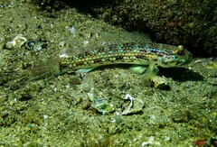 Istigobius hoesei