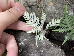 Aleuritopteris argentea