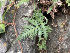 Aleuritopteris argentea