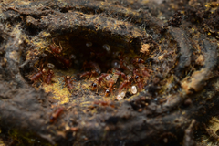 Strumigenys biolleyi