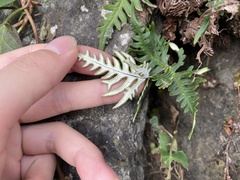 Aleuritopteris argentea