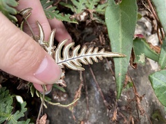 Aleuritopteris argentea