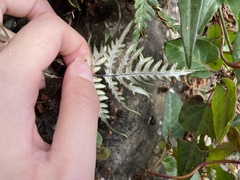 Aleuritopteris argentea