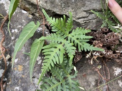 Aleuritopteris argentea