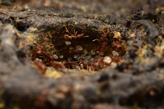 Strumigenys biolleyi