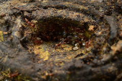 Strumigenys biolleyi