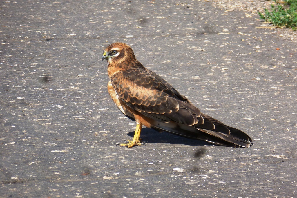 iNaturalist.org. Н. Борисова, Комсомольский р-н Чувашия, август 2014