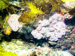 Botrylloides leachii