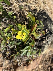 Stigmaphyllon emarginatum