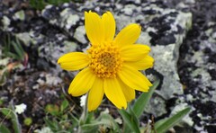 Arnica angustifolia