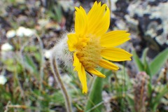 Arnica angustifolia
