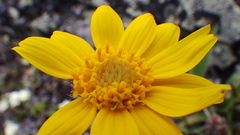 Arnica angustifolia