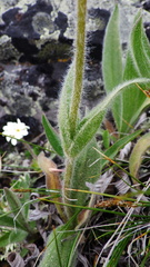 Arnica angustifolia