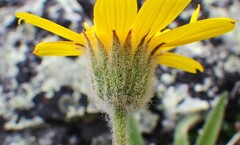 Arnica angustifolia