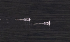 Brachyramphus marmoratus