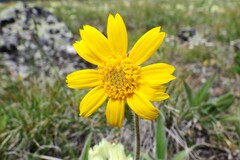 Arnica angustifolia