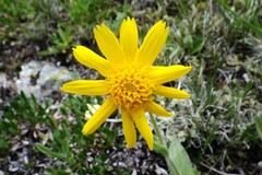 Arnica angustifolia