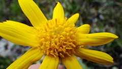 Arnica angustifolia