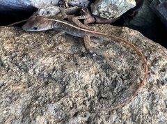 Anolis gingivinus