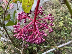Medinilla formosana